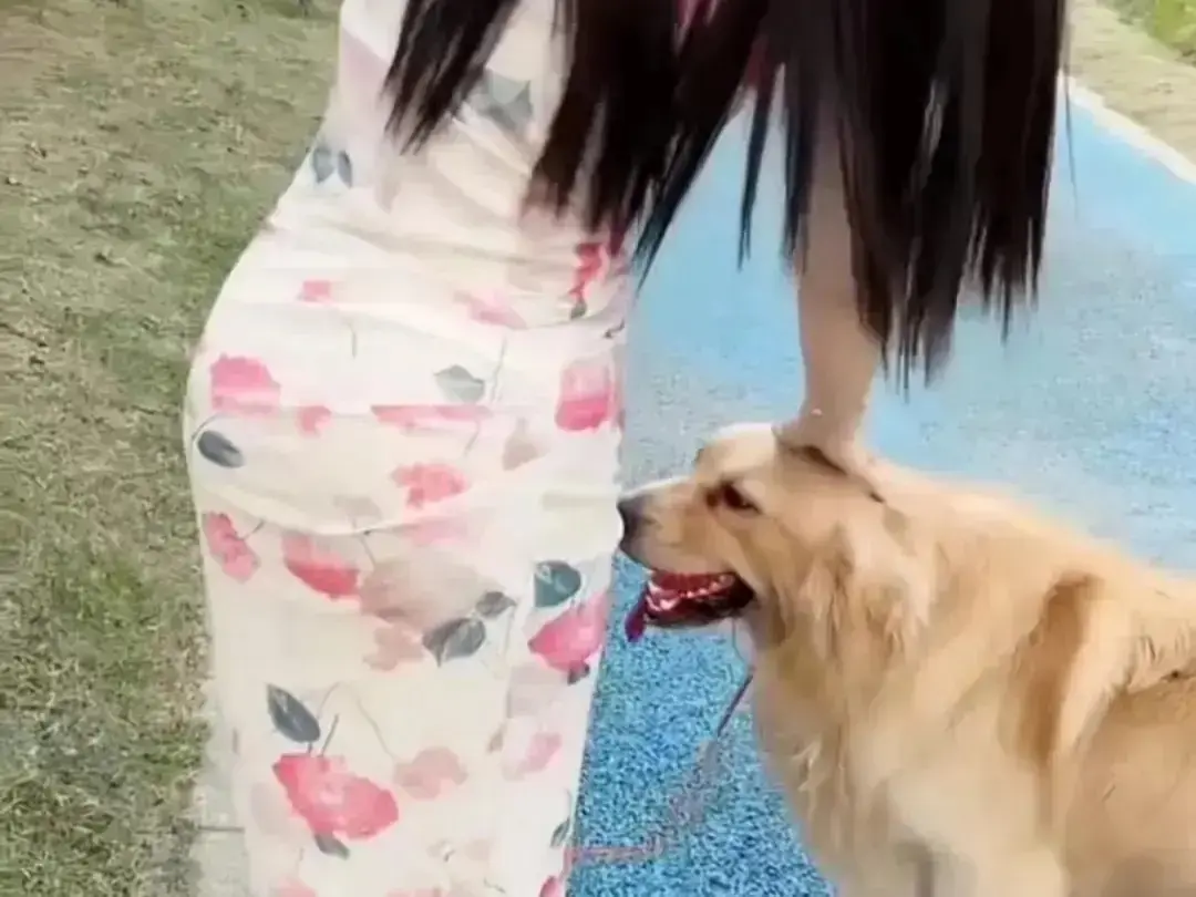 《抖音香香公主与爱犬金毛》在线观看完整版-国产爆火短剧香香公主与爱犬金毛高能日常互动-高清免费看全集无删减-直播回放无广告网盘秒播资源-香香公主与爱犬金毛完整版在线播放